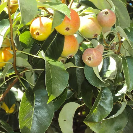 Amfora